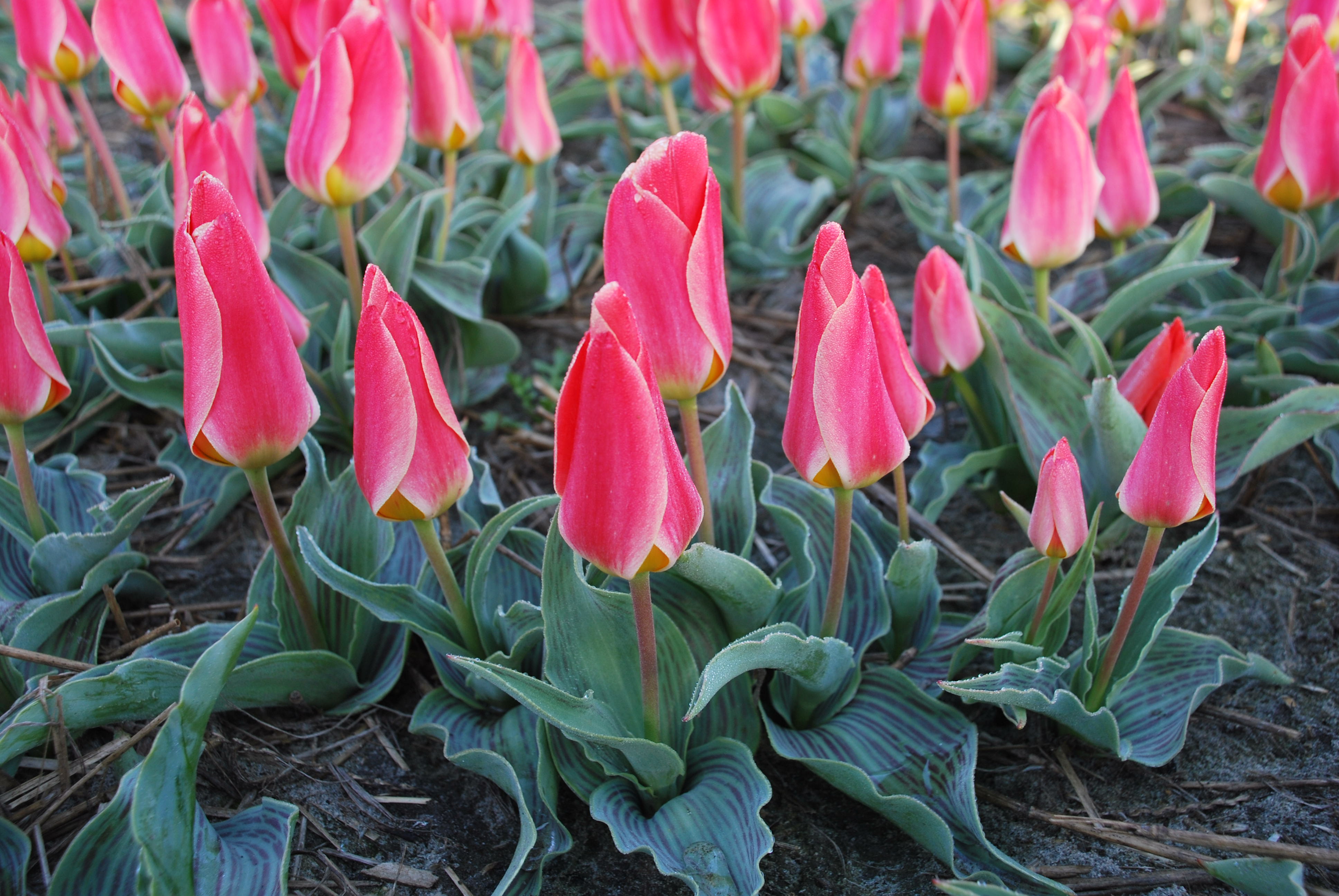 Tulp Dreamboat